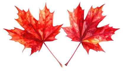 Two vibrant red maple leaves overlapping on a black background, showcasing intricate vein details and color transitions