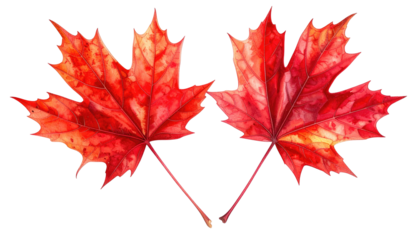 Two vibrant red maple leaves overlapping on a black background, showcasing intricate vein details and color transitions
