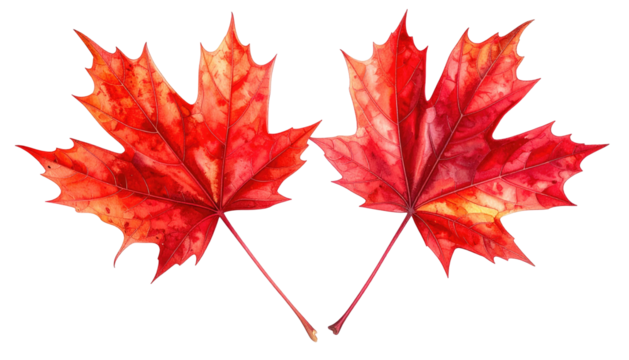 Two vibrant red maple leaves overlapping on a black background, showcasing intricate vein details and color transitions
