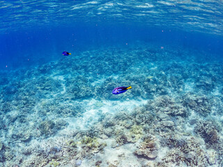 ナンヨウハギ, Palette surgeonfish, Fragtail surgeonfish, Paracanthurus hepatus, ニザダイ科,
美しいサンゴ礁と熱帯魚の群れ。
嘉比島沖縄県
島尻郡慶良間諸島座間味島-2025
サンゴの産卵があり卵が漂う。沖縄本島から40km西方の諸島。30以上の島嶼群全体が国立公園に指定。珊瑚礁の青い海と白い砂浜は世界屈指の美。貴重な動植物が多数