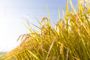収穫期の稲穂　品種:つや姫