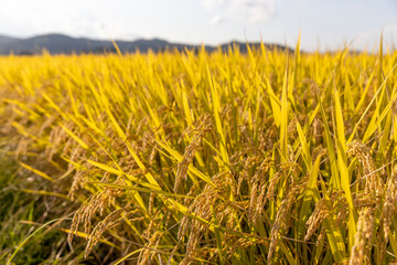 収穫期の稲穂　品種:つや姫