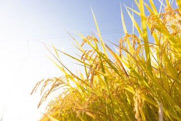 収穫期の稲穂　品種:つや姫