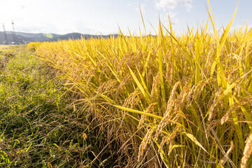 収穫期の稲穂　品種:つや姫