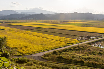 収穫期の水田の風景　品種：つや姫