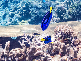 ナンヨウハギ, Palette surgeonfish, Fragtail surgeonfish, Paracanthurus hepatus,...