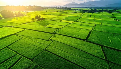 Vast Lush Green Rice Terraces Bathed in Golden Morning Sunlight with Distant Mountains Under a Hazy Sky