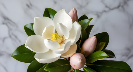Obraz premium A closeup of a stunning white magnolia flower in full bloom with pinktinged buds and dark leaves on a marbled backdrop 48352633 1