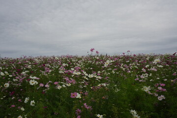 コスモスの花