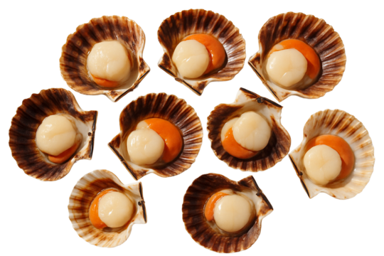Fresh raw scallop isolated