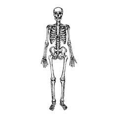 Hand drawn realistic human full skeleton sketch style art. Structure of human body or skeleton drawing pencil sketch. Horror human skeleton. Vector illustration.