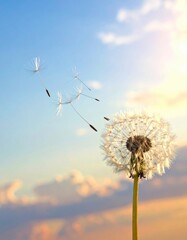Obraz premium Dandelion seeds float upward in a blue & sunset-hued sky