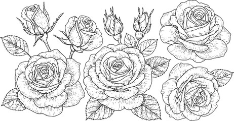 Fototapeta premium Black silhouettes of five roses and rosebuds for elegant floral decoration and nature themes