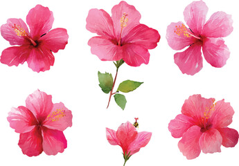 set of pink flowers