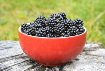 Sweet ripe blackberries, lat. Rubus fruticosus Thornless in the garden. Detail of a bowl full of ripe blackberries on the stump.