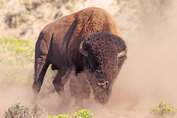 Bison portrait in Yellowstone National Park, USA