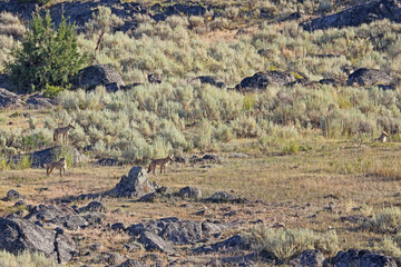 Coyotes in Lamar Valley, Yellowstone National Park, USA