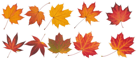 Fototapeta premium Autumn maple leaves vibrant fall colors isolated on a transparent background