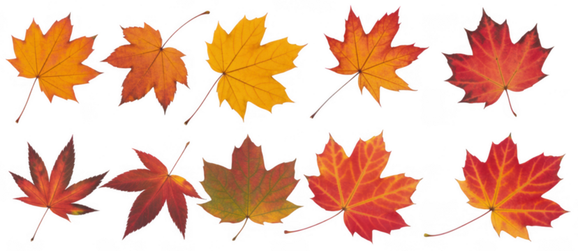 Autumn maple leaves vibrant fall colors isolated on a transparent background