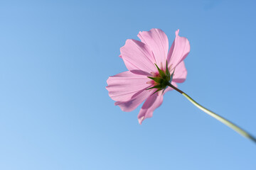 A single pink cosmos flower viewed from below, beautifully backlit against a vibrant, clear blue sky. Elegant and simple background for text.