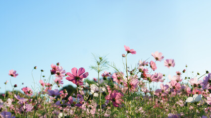 A lush field of pink cosmos flowers filling the bottom frame, with ample copy space in the clear blue sky above. Sunny autumn scene.