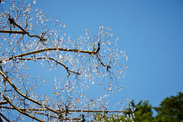 Crystal decorations on tree branches