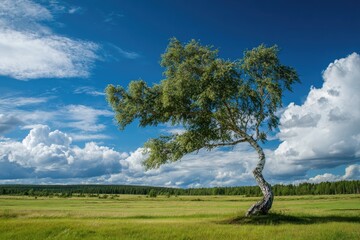 Solitary birch tree bending in the wind on a green meadow against a blue, cloudy sky