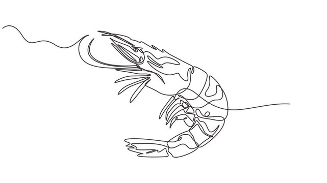 shrimp continuous one line drawing animation, Self drawing simple animation of single continuous one line drawing of shrimp. Drawing by hand, black lines on a white background, Animated self drawing