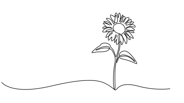 sunflower continuous one line drawing animation, Abstract sunflower flower, Self drawing animation one continuous line draw, logo, Animated self drawing of continuous line draw minimalist beauty