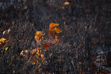 Fototapeta premium Dry garden shrubs with fallen autumn maple leaves in sunlight
