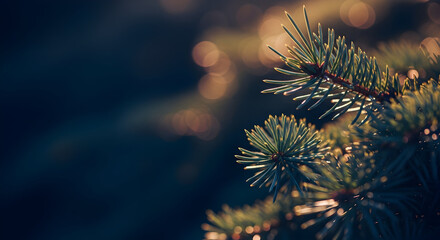 Close-up of evergreen branches with bokeh lights in the background at sunset
