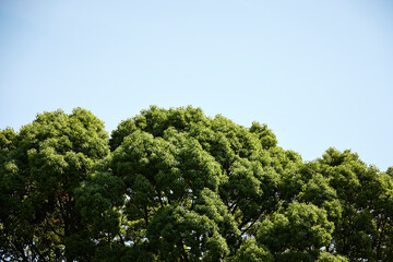 tree on the sky background
