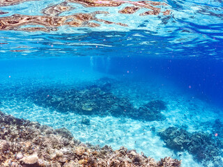 デバスズメダイ, Blue green damselfish, Chromis viridis, Blue green chromis, スズメダイ科,
美しいサンゴ礁と熱帯魚の群れ。
嘉比島沖縄県
島尻郡慶良間諸島座間味島-2025
サンゴの産卵があり卵が漂う。沖縄本島から40km西方の諸島。30以上の島嶼群全体が国立公園に指定。珊瑚礁の青い海と白い砂浜は世界屈指の美。貴重な動植物が多数生息。
