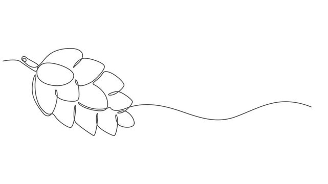 Abstract cedar cone. Self drawing animation one continuous line draw, logo, A single line drawing of a cone. Continuous line fir cone icon. Vector illustration, Full length one line animation. minimal