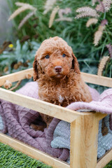 golden doodle puppy