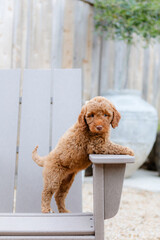 golden doodle puppy