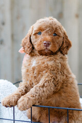 golden doodle puppy