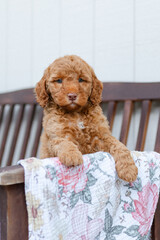 golden doodle puppy