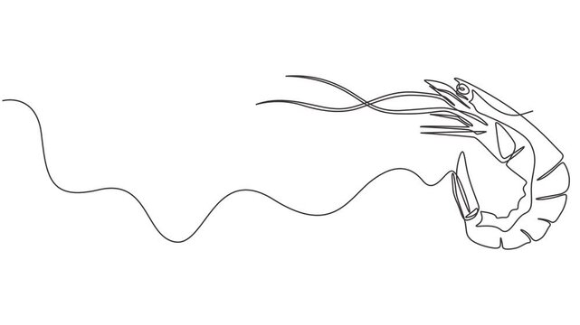 Self drawing line animation fresh shrimp for seafood logo identity. Prawn mascot continuous one single line drawn concept video, Self drawing simple animation of single continuous one line drawing.