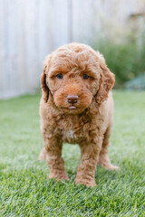 Fototapeta premium golden doodle