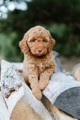 golden doodle puppy