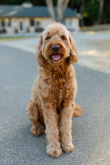 golden doodle adult