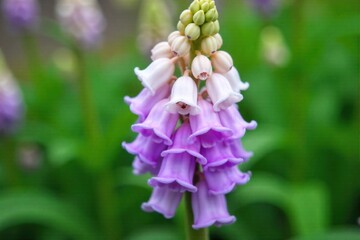 Bell Bloom Symphony A cluster of bell flowers in various shades of purple and white, swaying gently in a light breeze, creating a harmonious visual rhythm. A graceful cluster of bell shaped flowers in