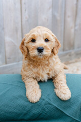 golden doodle