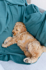 golden doodle