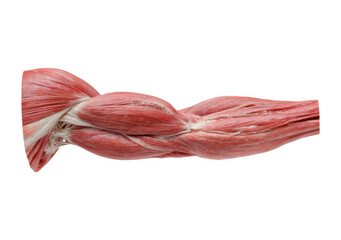 Anatomical study of human arm muscles for educational and medical use on transparent background