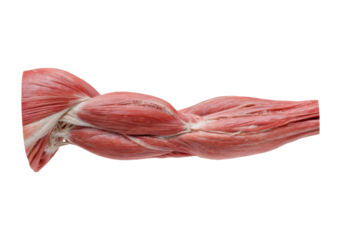 Anatomical study of human arm muscles for educational and medical use on transparent background