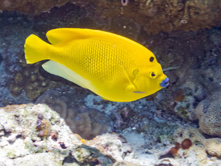 シテンヤッコ, Threespot Angelfish, Apolemichthys trimaculatus,...