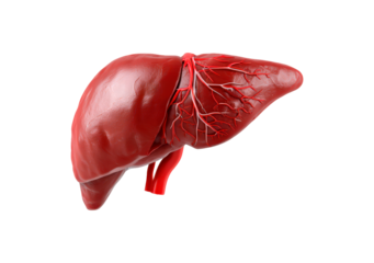 Detailed anatomy of human liver with vascular system for medical education on transparent background