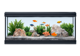 Colorful aquarium with exotic fish and lush aquatic plants in a natural setting on transparent background